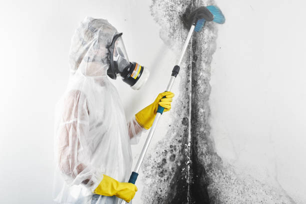 Professional Mold Removal in Cloverly, MD